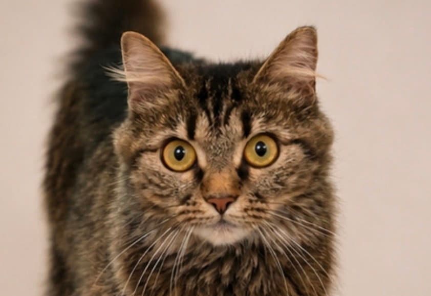 Pixie - Domestic Long Hair