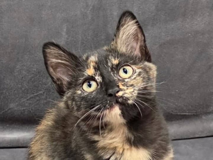 Molly - Domestic Short Hair