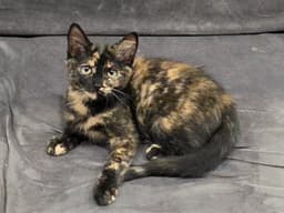 Molly image 3