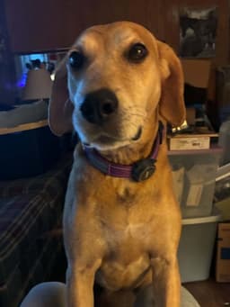 Brandy image 1