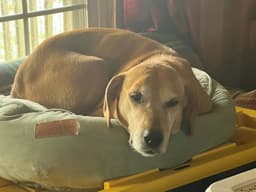 Brandy image 3