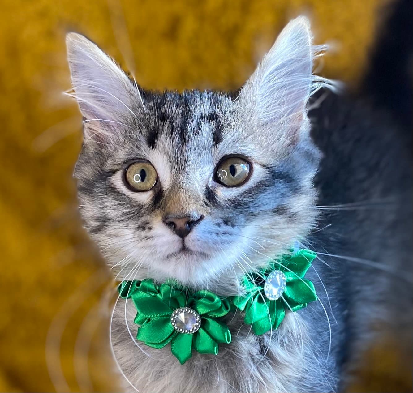 Fluffy - Domestic Medium Hair