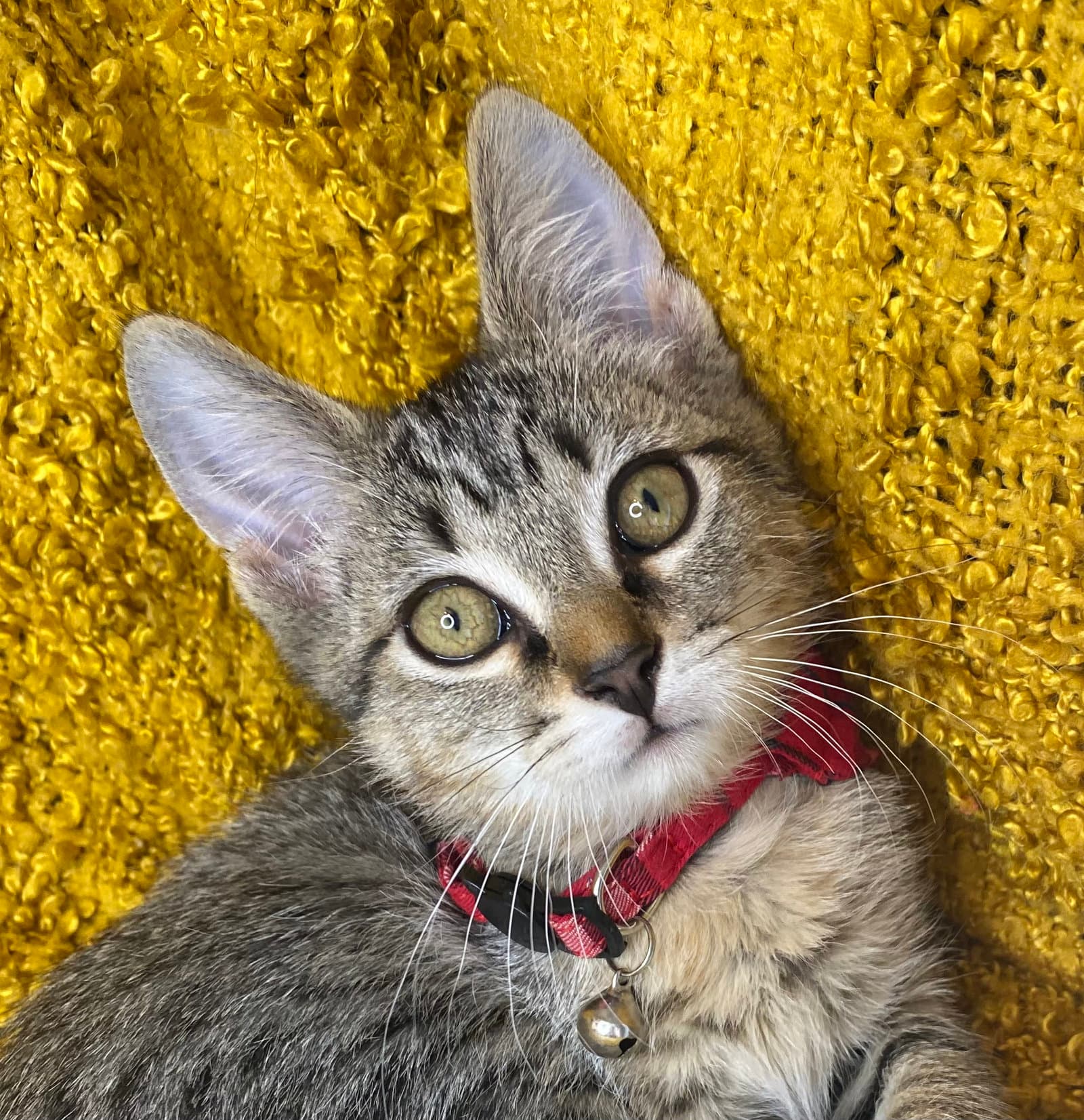 Stripes - Domestic Short Hair