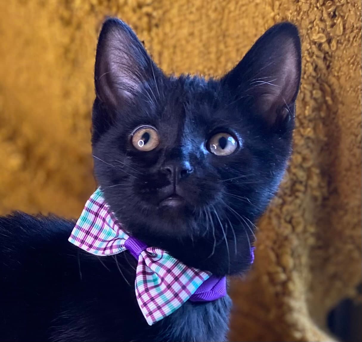 Sassy - Domestic Short Hair