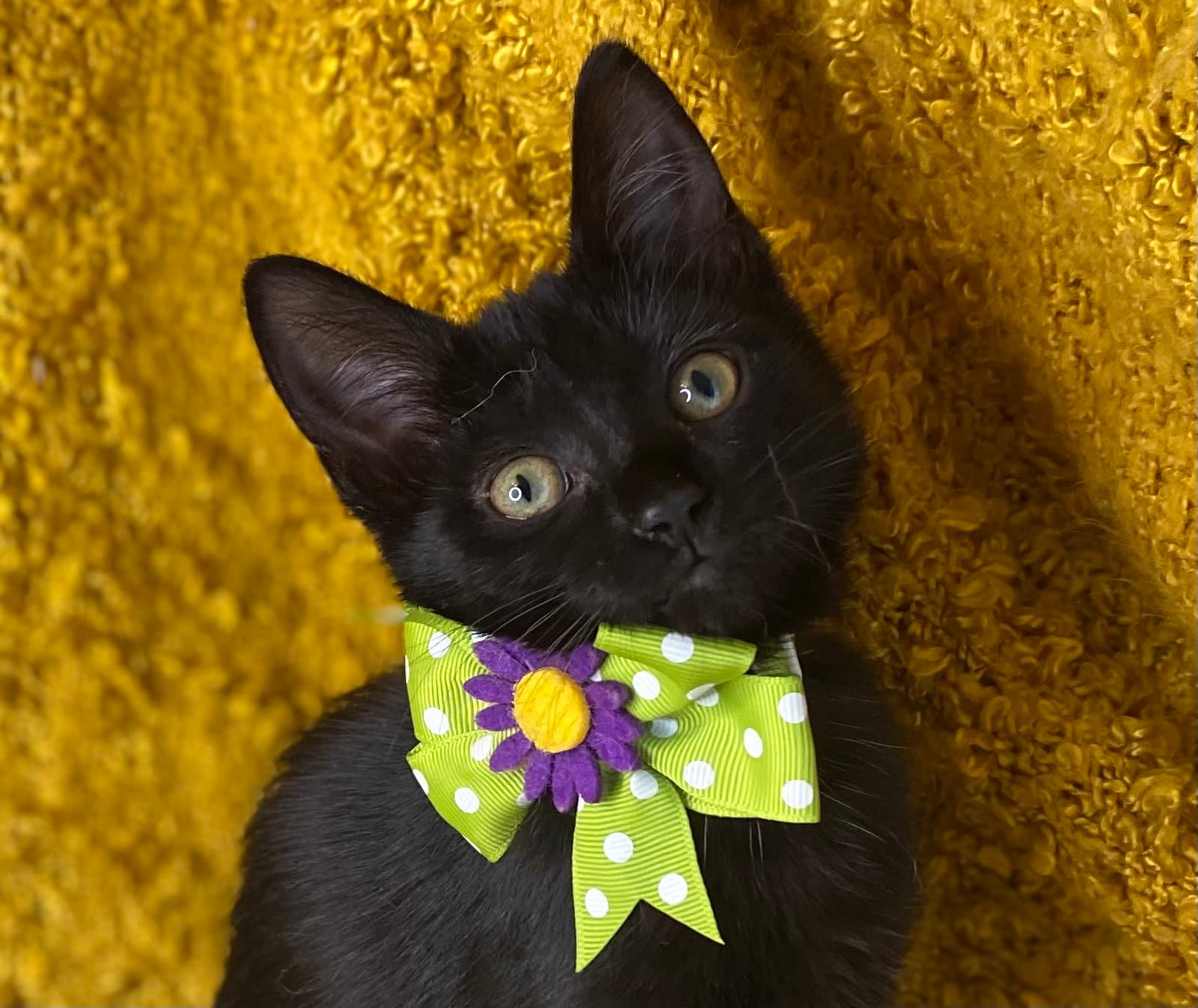 Braveheart - Domestic Short Hair