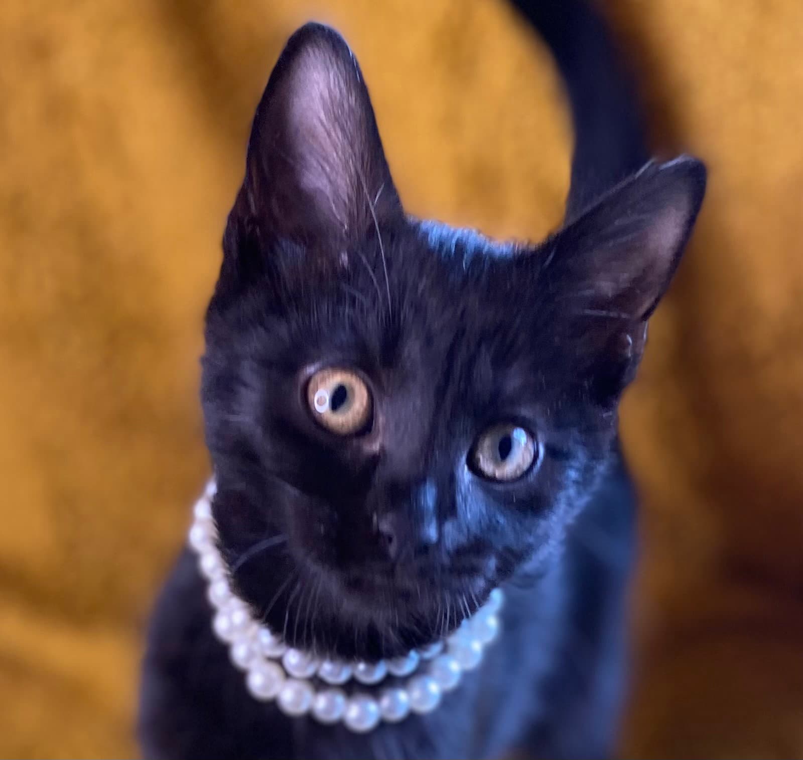 Shadow - Domestic Short Hair