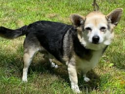 Roo image 2