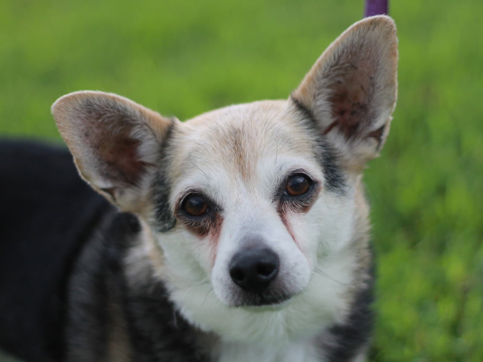 Roo - Chihuahua