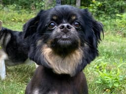 Annie image 1