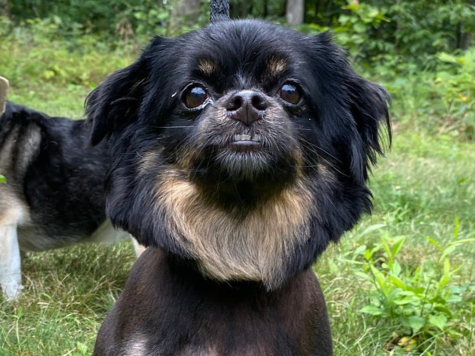Annie - Pekingese
