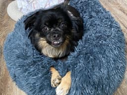 Annie image 2