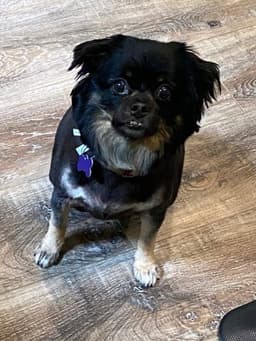 Annie image 3