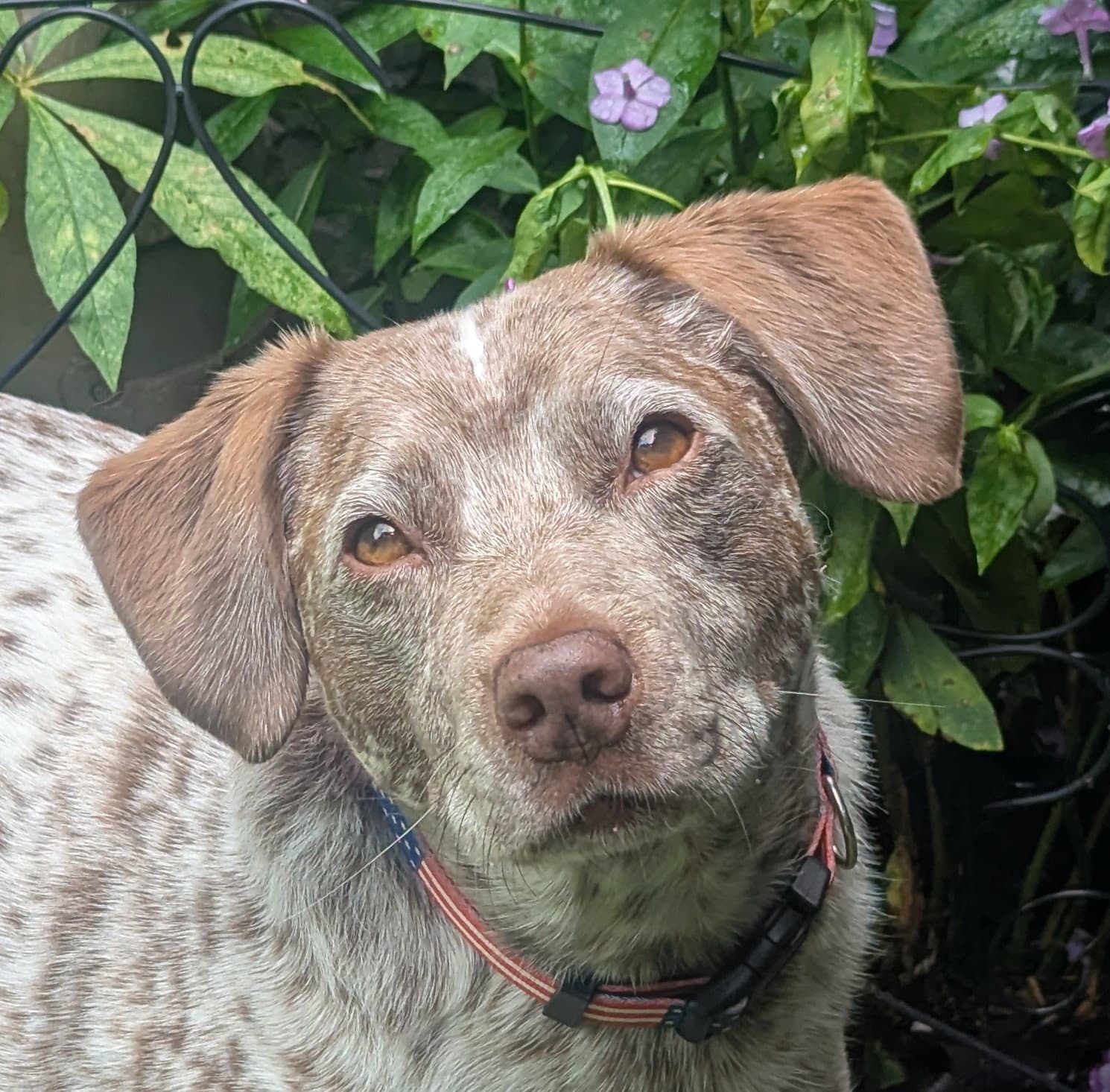Dallas - Courtesy Listing - Australian Cattle Dog/Blue Heeler