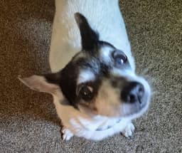 Gracie - Courtesy Listing image 1