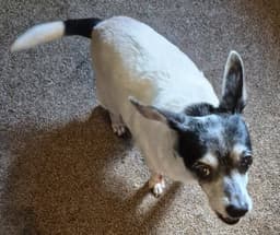 Gracie - Courtesy Listing image 3