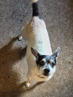 Gracie - Courtesy Listing image 4
