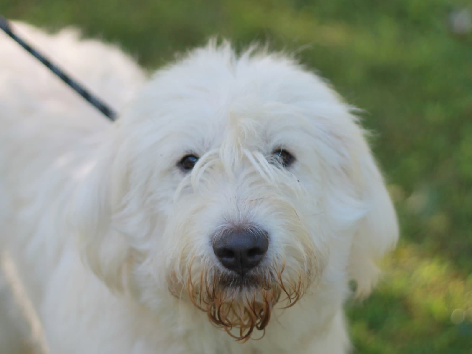 Khloe - Great Pyrenees