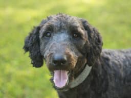 Baxter image 1