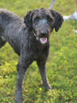Baxter image 2