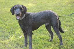 Baxter image 3