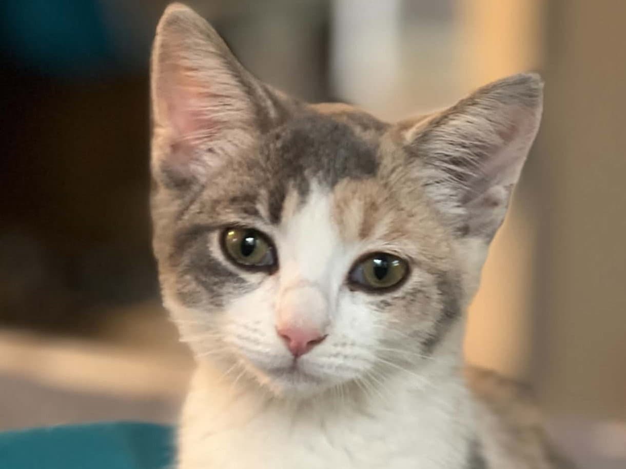 Lakelyn - Domestic Short Hair