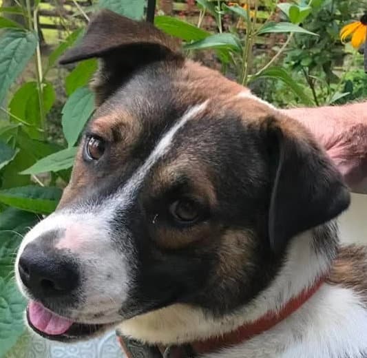 Buddy Courtesy Listing - German Shepherd Dog