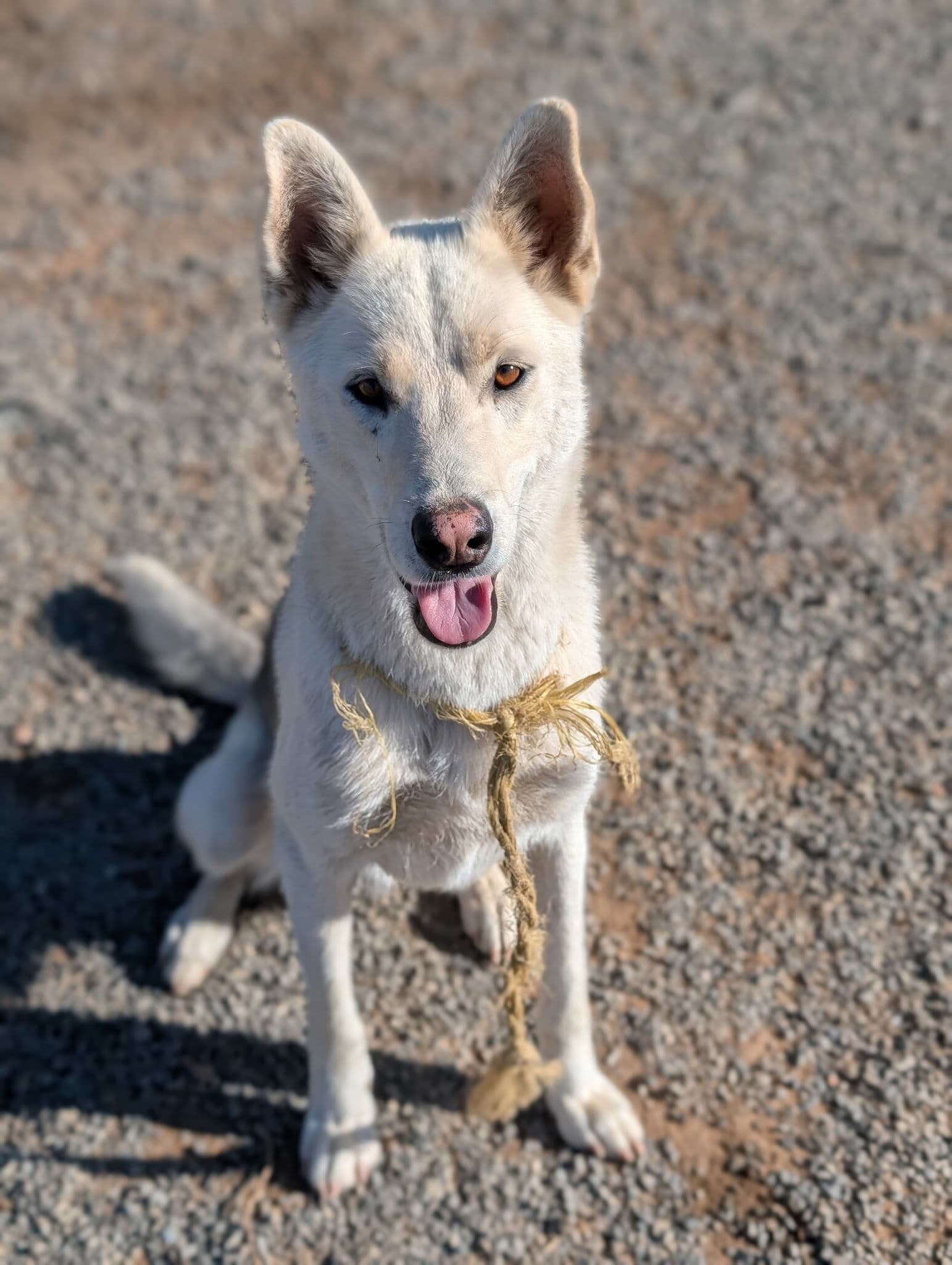 Deisel - Courtesy Listing - German Shepherd Dog