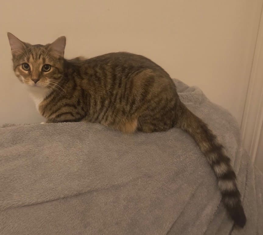 Feta - Domestic Short Hair
