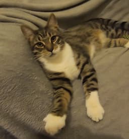Colby Jack image 1