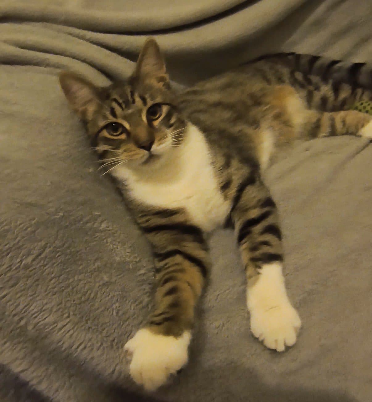 Colby Jack - Domestic Short Hair