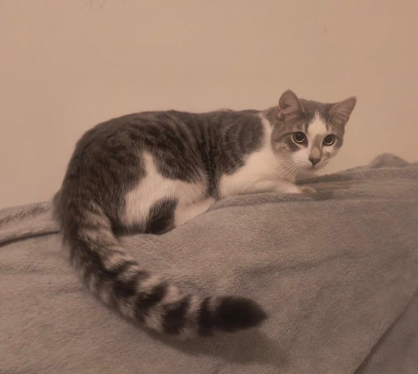 Gouda - Domestic Short Hair