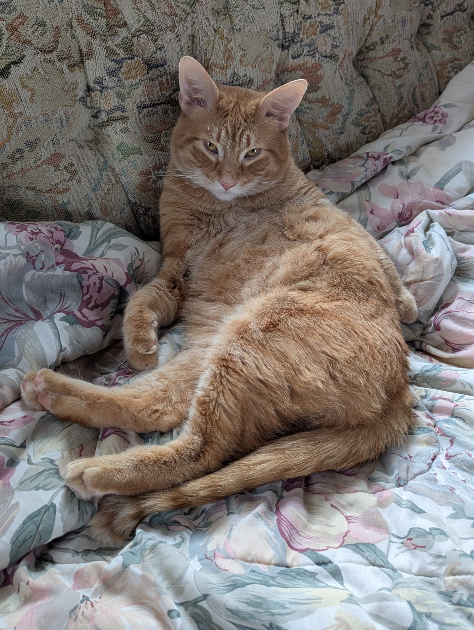 Kevin Bacon - Domestic Short Hair