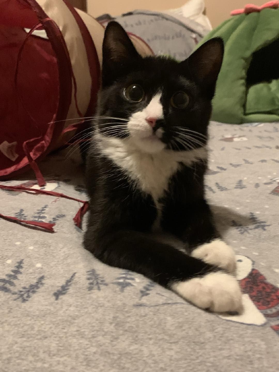 Evie - Domestic Short Hair