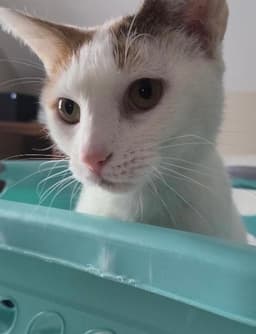 Chanel - Fiv image 4
