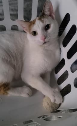 Chanel - Fiv image 1