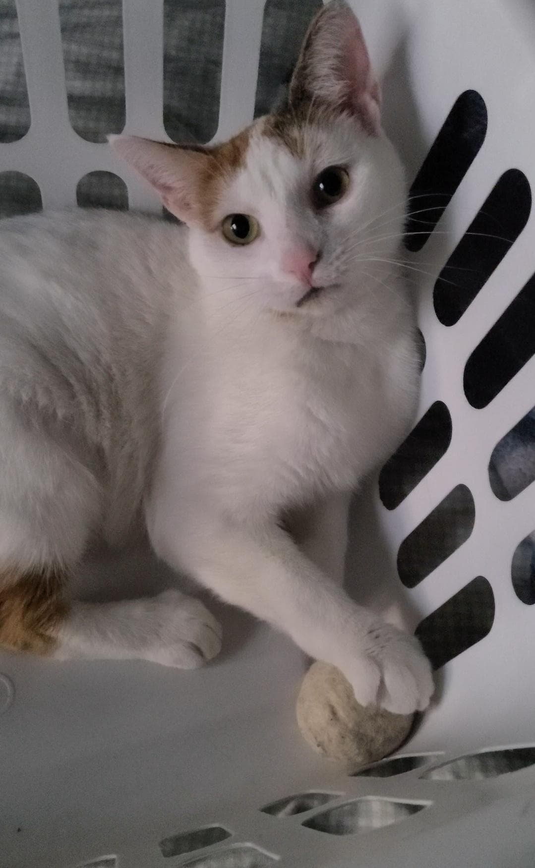 Chanel - Fiv - Domestic Short Hair