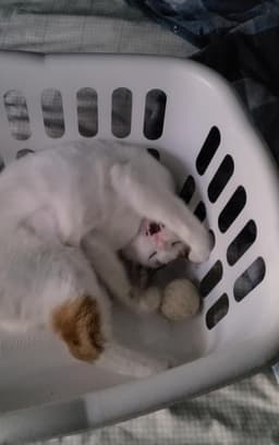 Chanel - Fiv image 3