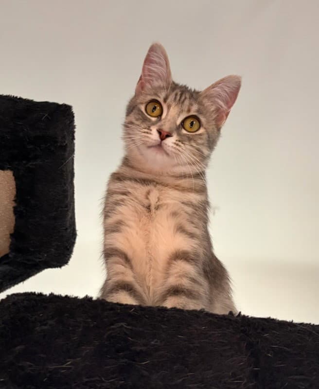 Esme - Domestic Short Hair