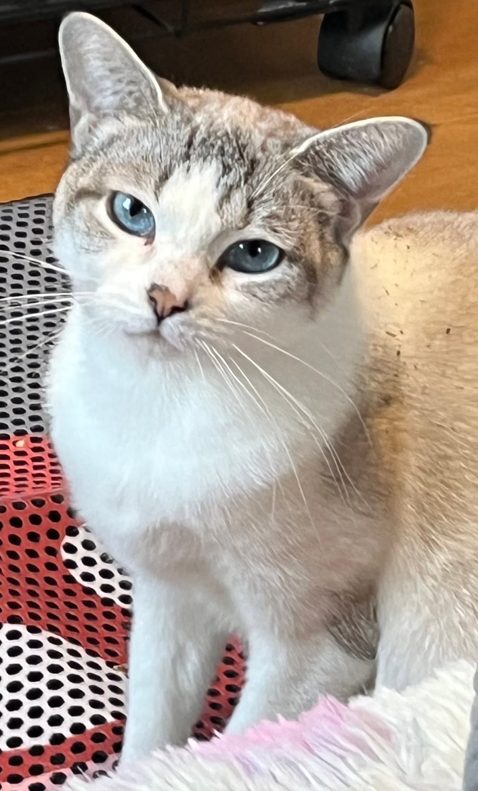 Aspen - Domestic Short Hair