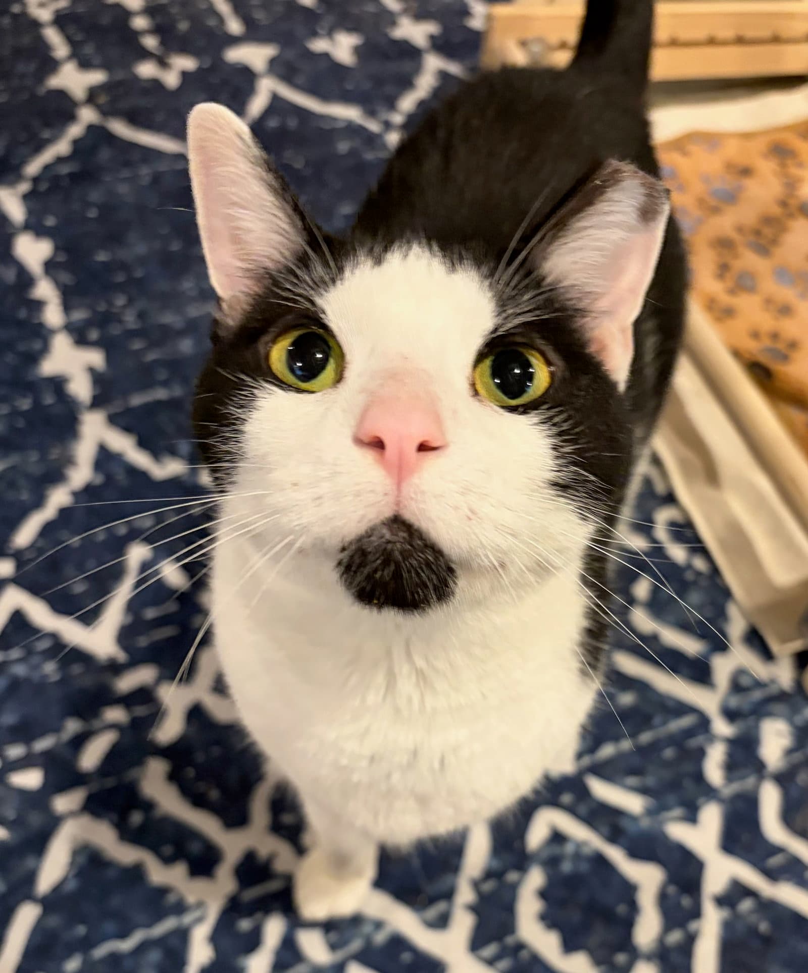 Bridget - Domestic Short Hair