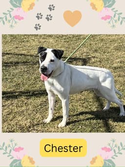 Pound Dog-Chester  Courtesy Listing image 3