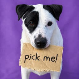 Pound Dog-Chester  Courtesy Listing image 1