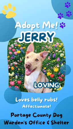 Pound Dog-Jerry  Courtesy Listing image 2