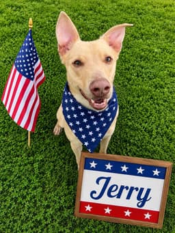 Pound Dog-Jerry  Courtesy Listing image 1