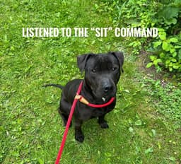 Pound Dog-Coal -Courtesy Listing image 1