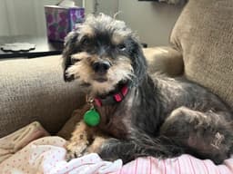 Muzzie image 2