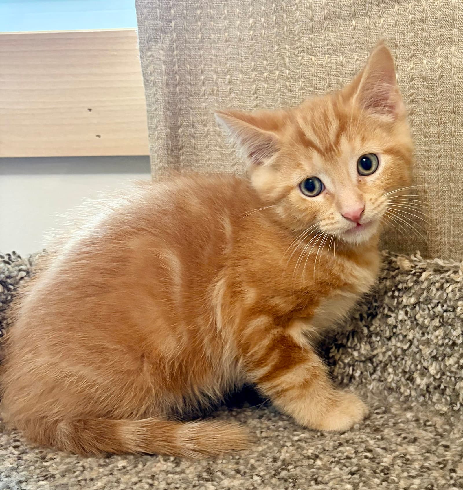 Steve - Domestic Medium Hair