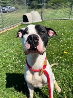 Pound Dog-Zeke-  Courtesy Listing image 1