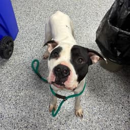 Pound Dog-Zeke-  Courtesy Listing image 2
