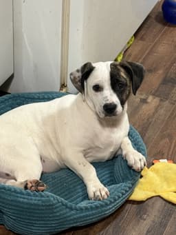 Snoopy The Bestest Pup image 1